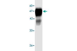 Western blot analysis in  Legionella pneumophila  groEL recombinant protein with  Legionella pneumophila  groEL monoclonal antibody, clone 6d59s  at 1 : 1000 dilution. (Chaperonin GroEL (GroEL) (AA 72-478) antibody)