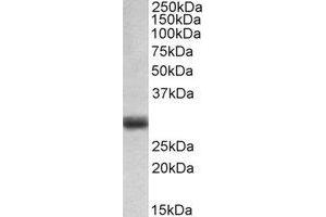 Western Blotting (WB) image for anti-Fibroblast Growth Factor 5 (FGF5) (C-Term) antibody (ABIN2464972) (FGF5 antibody  (C-Term))