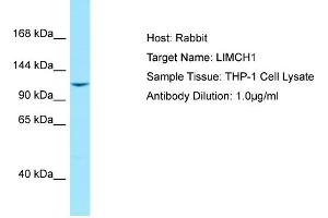 Host: RabbitTarget Name: LIMCH1Antibody Dilution: 1. (LIMCH1 antibody  (C-Term))