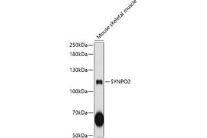 Western blot analysis of extracts of mouse skeletal muscle, using SYNPO2 antibody  at 1:3000 dilution. (SYNPO2 antibody  (AA 1-300))