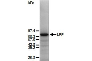 LPP antibody  (AA 1-109)