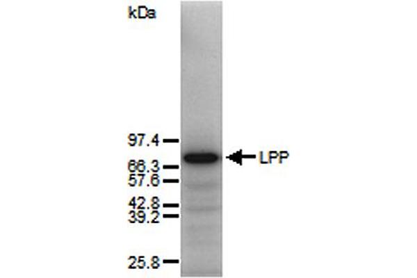 LPP antibody  (AA 1-109)