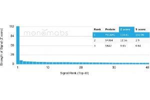 Analysis of Protein Array containing more than 19,000 full-length human proteins using CD31 Mouse Monoclonal Antibody (PECAM1/3528) Z- and S- Score: The Z-score represents the strength of a signal that a monoclonal antibody (MAb) (in combination with a fluorescently-tagged anti-IgG secondary antibody) produces when binding to a particular protein on the HuProtTM array. (CD31 antibody  (AA 625-738))