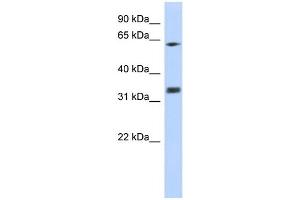 WB Suggested Anti-GNB2L1 Antibody Titration:  0. (GNB2L1 antibody  (N-Term))