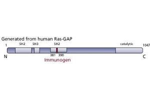 Image no. 3 for anti-RAS P21 Protein Activator (GTPase Activating Protein) 1 (RASA1) (AA 381-390) antibody (ABIN967706) (RASA1 antibody  (AA 381-390))