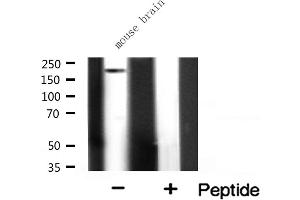 Western blot analysis on mouse brain lysate using ALPK2 Antibody.