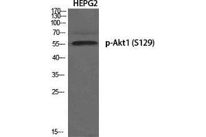 Western Blot (WB) analysis of specific cells using Phospho-Akt1 (S129) Polyclonal Antibody. (AKT1 antibody  (pSer129))