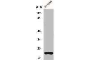 Western Blot analysis of COLO205 cells using NEEP21 Polyclonal Antibody (NSG1 antibody  (Internal Region))
