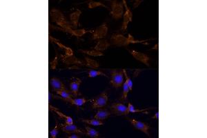 Immunofluorescence analysis of C6 cells using RPL27 Polyclonal Antibody (ABIN6133040, ABIN6147127, ABIN6147128 and ABIN6216885) at dilution of 1:100 (40x lens). (RPL27 antibody  (AA 1-136))