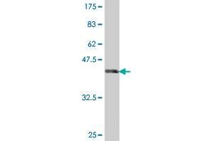 Western Blot detection against Immunogen (38. (OB Cadherin antibody  (AA 509-617))