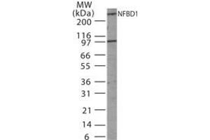 Image no. 1 for anti-Mdc1 (MDC1) (AA 871-888) antibody (ABIN233189) (MDC1 antibody  (AA 871-888))