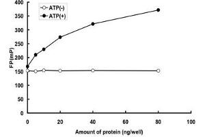 TAO Kinase 3 Protein (TAOK3) (Asn47Ser-Mutant) (GST tag)