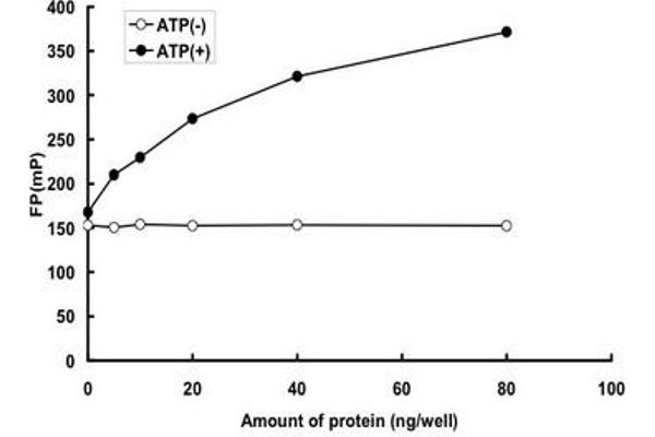 TAO Kinase 3 Protein (TAOK3) (Asn47Ser-Mutant) (GST tag)