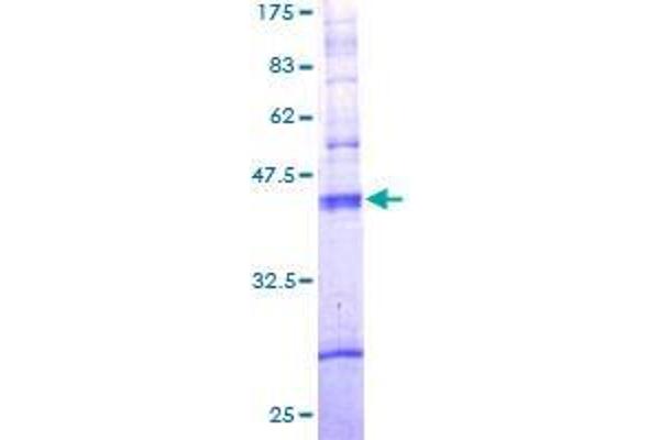 TAS2R10 Protein (AA 1-205) (GST tag)