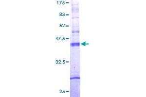 TAS2R10 Protein (AA 1-205) (GST tag)