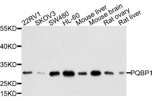 Western blot analysis of extracts of various cell lines, using PQBP1 antibody. (PQBP1 antibody)