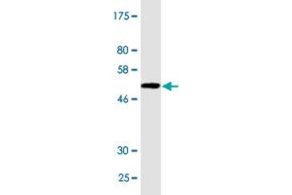 CXCL16 antibody  (AA 49-273)