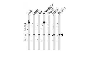 All lanes : Anti-GATSL2 Antibody (N-term) at 1:1000 dilution Lane 1: A549 whole cell lysate Lane 2: Caco2 whole cell lysate Lane 3: Hela whole cell lysate Lane 4: MDA-MB-231 whole cell lysate Lane 5: HepG2 whole cell lysate Lane 6: U-2OS whole cell lysate Lane 7: SK-BR-3 whole cell lysate Lysates/proteins at 20 μg per lane. (GATSL2 antibody  (N-Term))