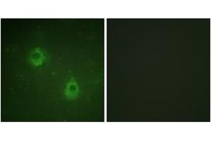 Immunofluorescence analysis of COS7 cells, using APC1 (Phospho-Ser688) Antibody. (APC1 antibody  (pSer688))