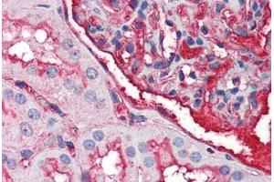 Human Kidney (formalin-fixed, paraffin-embedded) stained with EDA2R antibody ABIN214487 at 2. (Ectodysplasin A2 Receptor antibody)