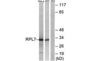 Western blot analysis of extracts from 293/HeLa cells, using RPL7 Antibody. (RPL7 antibody  (AA 199-248))