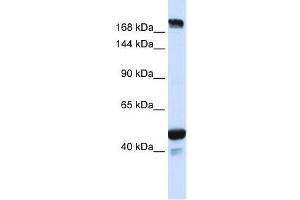KIAA1618 antibody used at 0. (RNF213 antibody  (N-Term))