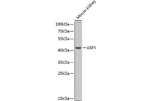 Western blot analysis of extracts of mouse kidney, using USF1 antibody (ABIN6128892, ABIN6149985, ABIN6149986 and ABIN6217607) at 1:1000 dilution. (USF1 antibody  (AA 1-310))