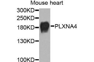 Western blot analysis of extracts of mouse heart, using PLXNA4 antibody (ABIN6003699) at 1/1000 dilution. (Plexin A4 antibody)