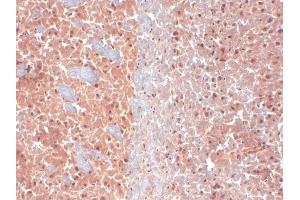 Immunohistochemistry (IHC) image for anti-Potassium Voltage-Gated Channel, KQT-Like Subfamily, Member 4 (KCNQ4) (N-Term) antibody (ABIN6656738)