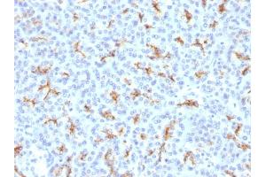Immunohistochemistry (IHC) image for anti-Cystic Fibrosis Transmembrane Conductance Regulator (ATP-Binding Cassette Sub-Family C, Member 7) (CFTR) (AA 258-385) antibody (ABIN6939097)