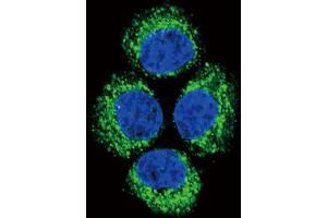Immunofluorescence (IF) image for anti-Glutaminase (GLS) antibody (ABIN2930781) (Glutaminase antibody)