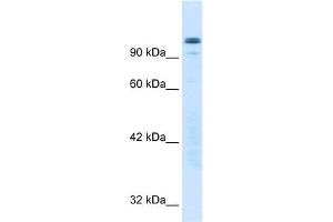 WB Suggested Anti-GTF2I Antibody Titration:  0. (GTF2I antibody  (N-Term))