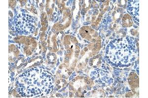 LRPAP1 antibody was used for immunohistochemistry at a concentration of 4-8 ug/ml to stain Epithelial cells of renal tubule (arrows) in Human Kidney.
