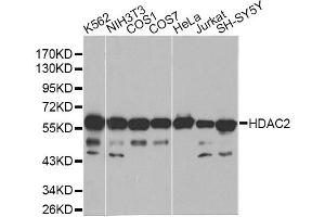 Western blot analysis of extracts of various cell lines, using HDAC2 antibody (ABIN1872954) at 1:1000 dilution. (HDAC2 antibody)