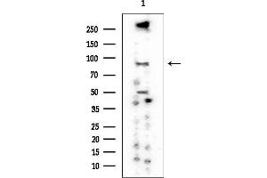 anti-Eosinophil Peroxidase (EPX) antibody