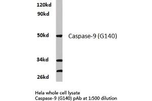 Western blot (WB) analysis of Caspase 9 (pGly140) antibody in extracts from hela cells. (Caspase 9 antibody)