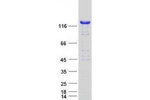 Validation with Western Blot (NRD1 Protein (Transcript Variant 1) (Myc-DYKDDDDK Tag))