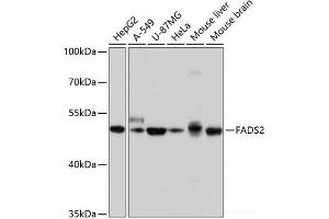Western blot analysis of extracts of various cell lines using FADS2 Polyclonal Antibody at dilution of 1:1000. (FADS2 antibody)