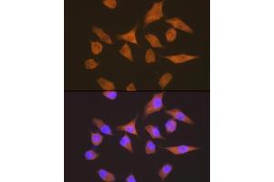 Immunofluorescence analysis of HeLa cells using eEF1G Rabbit mAb (ABIN7267024) at dilution of 1:100 (40x lens). (EEF1G antibody)