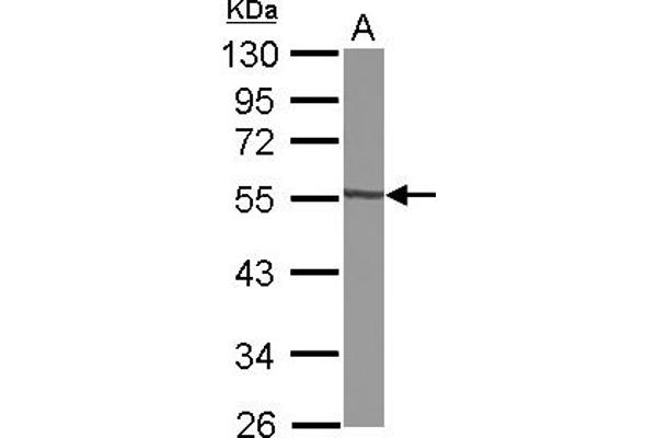 GTDC1 antibody  (AA 1-204)