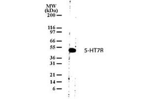 Image no. 1 for anti-5-Hydroxytryptamine (serotonin) Receptor 7 (Adenylate Cyclase-Coupled) (HTR7) (AA 13-28) antibody (ABIN208771) (HTR7 antibody  (AA 13-28))