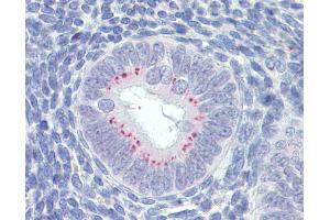 Anti-SFRP1 antibody IHC of human uterus. (SFRP1 antibody  (AA 171-183))