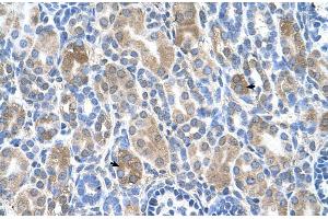Human kidney (SLC36A3 antibody  (N-Term))