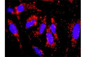 Proximity Ligation Analysis of protein-protein interactions between CRKL and EGFR. (EGFR antibody  (AA 1-405))