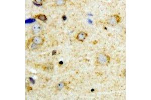 Immunohistochemical analysis of NFU1 staining in mouse brain formalin fixed paraffin embedded tissue section. (NFU1 antibody)