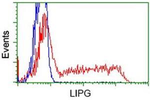 Image no. 3 for anti-Lipase, Endothelial (LIPG) antibody (ABIN1499162)
