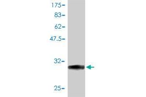 Western Blot detection against Immunogen (30. (STK4 antibody  (AA 1-39))