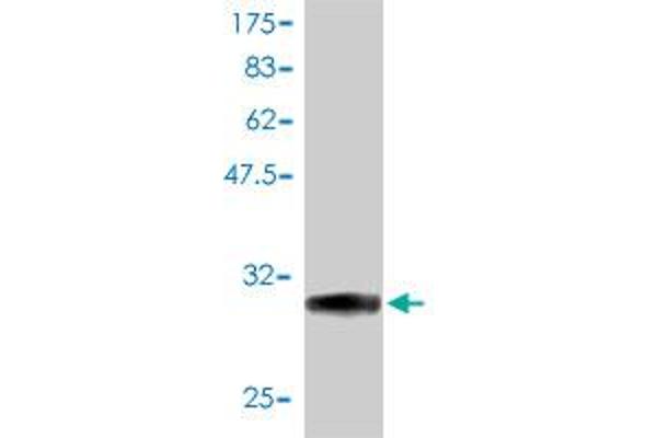 STK4 antibody  (AA 1-39)