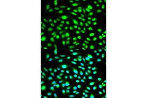 Immunofluorescence (IF) image for anti-Cyclin H (CCNH) (AA 1-323) antibody (ABIN3021259) (Cyclin H antibody  (AA 1-323))