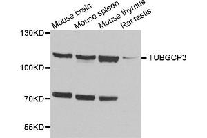 Western blot analysis of extract of various cells, using TUBGCP3 antibody. (TUBGCP3 antibody)